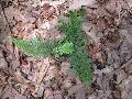 Soft Shield Fern / Polystichum setiferum 